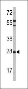 ANTI-OPRS1(N-TERMINAL) antibody produced in rabbit purified immunoglobulin, buffered aqueous solution