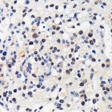 Anti-Cullin 3 antibody produced in rabbit