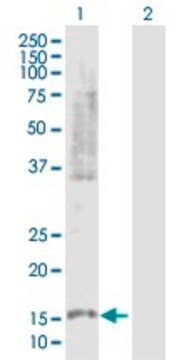 Anti-PLA2G10 antibody produced in rabbit purified immunoglobulin, buffered aqueous solution