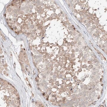 Anti-CEP162 antibody produced in rabbit Prestige Antibodies&#174; Powered by Atlas Antibodies, affinity isolated antibody, buffered aqueous glycerol solution, ab1