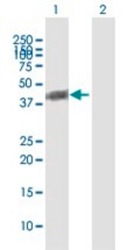 Anti-BCKDHA antibody produced in mouse purified immunoglobulin, buffered aqueous solution