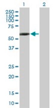 Anti-GPI antibody produced in mouse IgG fraction of antiserum, buffered aqueous solution