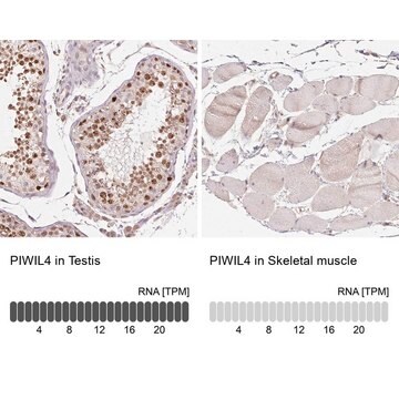 Anti-PIWIL4 antibody produced in rabbit Prestige Antibodies&#174; Powered by Atlas Antibodies, affinity isolated antibody, buffered aqueous glycerol solution