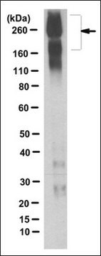 Anti-SCN2A Antibody, clone 5H10.2 clone 5H10.2, from mouse