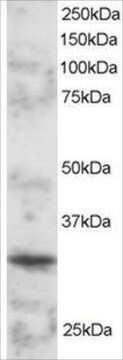 Anti-BOB1/OCAB/OBF1 antibody produced in goat affinity isolated antibody, buffered aqueous solution