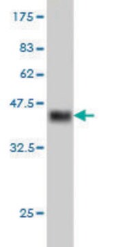 Monoclonal Anti-CHRM2 antibody produced in mouse clone 4B5, purified immunoglobulin, buffered aqueous solution