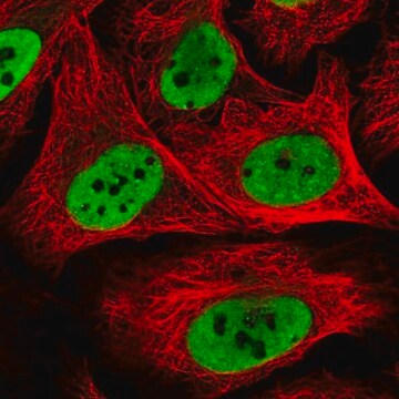 Anti-HNRNPK antibody produced in rabbit Prestige Antibodies&#174; Powered by Atlas Antibodies, affinity isolated antibody