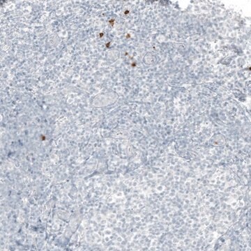 Monoclonal Anti-B3GAT1 antibody produced in mouse Prestige Antibodies&#174; Powered by Atlas Antibodies, clone CL9500, purified immunoglobulin, buffered aqueous glycerol solution