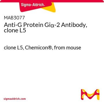 Anti-G Protein Gi&#945;-2 Antibody, clone L5 clone L5, Chemicon&#174;, from mouse