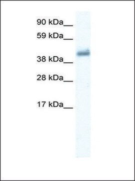 Anti-GABRE antibody produced in rabbit affinity isolated antibody