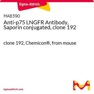 Anti-p75 LNGFR Antibody, Saporin conjugated, clone 192 clone 192, Chemicon&#174;, from mouse