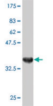 ANTI-RIPK5 antibody produced in mouse clone 4D5, purified immunoglobulin, buffered aqueous solution