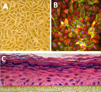 Human Epidermal Keratinocytes: HEK, neonatal