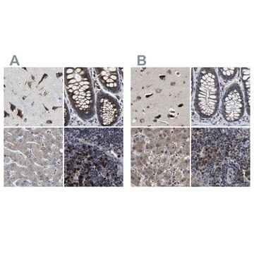 Anti-EBAG9 antibody produced in rabbit Prestige Antibodies&#174; Powered by Atlas Antibodies, affinity isolated antibody, buffered aqueous glycerol solution, Ab2