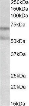 Anti-CNR1 antibody produced in goat affinity isolated antibody, buffered aqueous solution