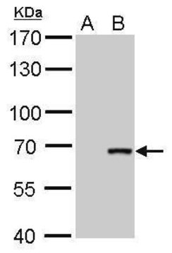 Monoclonal Anti-Cre recombinase antibody produced in mouse clone GT10212, affinity isolated antibody