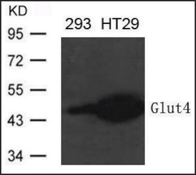 Anti-SLC2A4 antibody produced in rabbit affinity isolated antibody