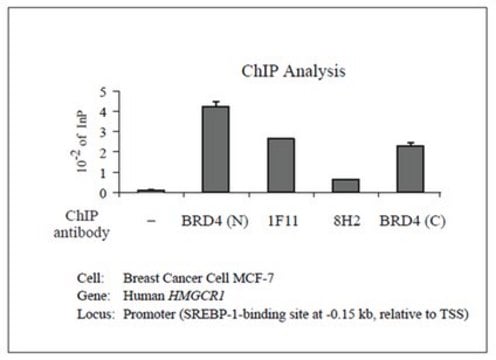 Anti-Brd4 Antibody, clone 1F11 clone 1F11, from mouse