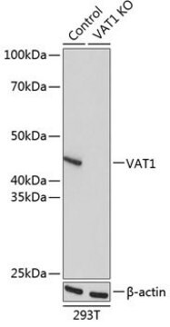 Anti-VAT1 antibody produced in rabbit