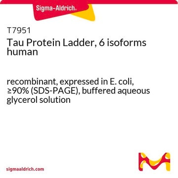 Tau Protein Ladder, 6 isoforms human recombinant, expressed in E. coli, &#8805;90% (SDS-PAGE), buffered aqueous glycerol solution