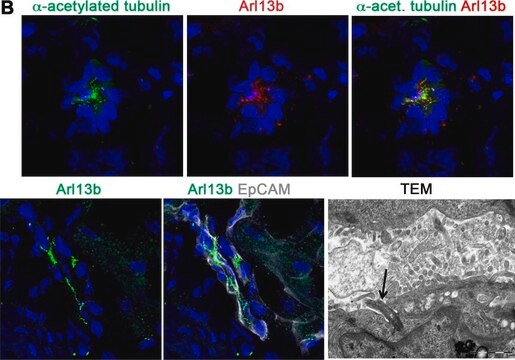 Anti-&#947;-Tubulin-Cy3&#8482; antibody produced in rabbit affinity isolated antibody, buffered aqueous solution