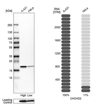 Anti-CHCHD2 antibody produced in rabbit Prestige Antibodies&#174; Powered by Atlas Antibodies, affinity isolated antibody