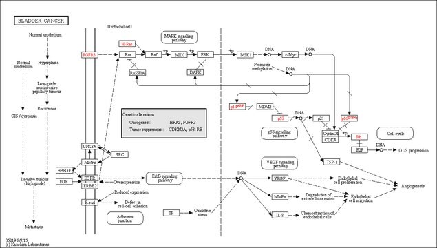 FGFR3 (397-end), active, GST tagged human PRECISIO&#174; Kinase, recombinant, expressed in baculovirus infected Sf9 cells, &#8805;70% (SDS-PAGE), buffered aqueous glycerol solution