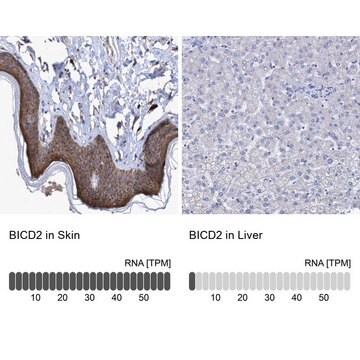 Anti-BICD2 antibody produced in rabbit Prestige Antibodies&#174; Powered by Atlas Antibodies, affinity isolated antibody, buffered aqueous glycerol solution, Ab1