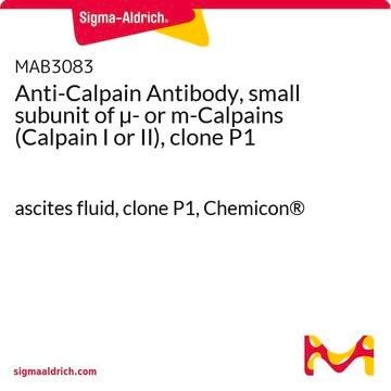 Anti-Calpain Antibody, small subunit of &#181;- or m-Calpains (Calpain I or II), clone P1 ascites fluid, clone P1, Chemicon&#174;