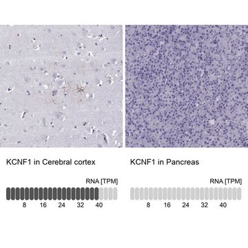 Anti-KCNF1 Prestige Antibodies&#174; Powered by Atlas Antibodies, affinity isolated antibody