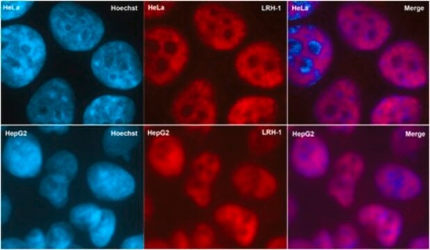 Anti-Liver receptor homolog-1 Antibody, clone 1LRH-2E1 ascites fluid, clone 1LRH-2E1, from mouse