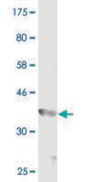 Monoclonal Anti-GMPS antibody produced in mouse clone 6B5, purified immunoglobulin, buffered aqueous solution