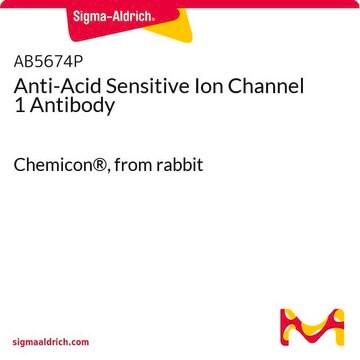 Anti-Acid Sensitive Ion Channel 1 Antibody Chemicon&#174;, from rabbit