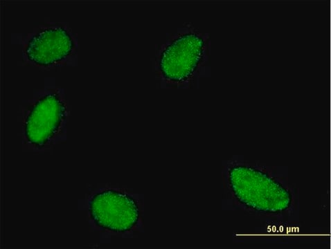 Monoclonal Anti-GCM1 antibody produced in mouse clone 3G7, purified immunoglobulin, buffered aqueous solution