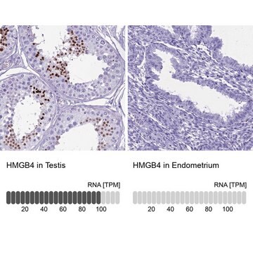 Anti-HMGB4 antibody produced in rabbit Prestige Antibodies&#174; Powered by Atlas Antibodies, affinity isolated antibody, buffered aqueous glycerol solution