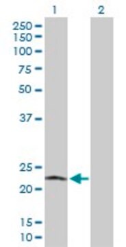 Anti-POLR2L antibody produced in rabbit purified immunoglobulin, buffered aqueous solution