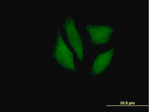 Anti-MDP-1 antibody produced in mouse IgG fraction of antiserum, buffered aqueous solution