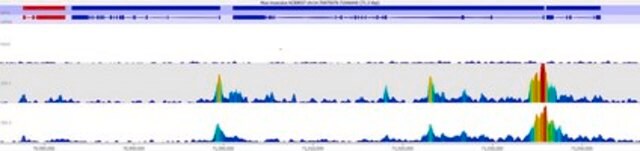 Anti-TET3 from rabbit, purified by affinity chromatography