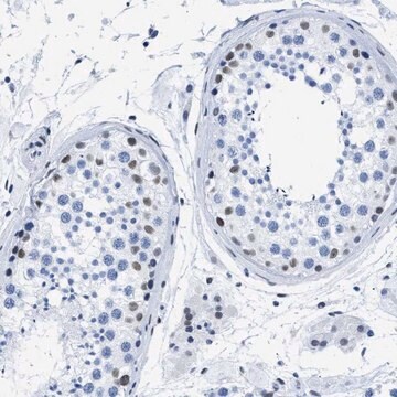 Anti-CTBP1 antibody produced in rabbit Prestige Antibodies&#174; Powered by Atlas Antibodies, affinity isolated antibody, buffered aqueous glycerol solution