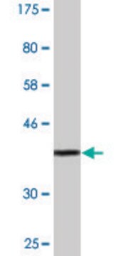 Monoclonal Anti-SPATA4 antibody produced in mouse clone 4A2, purified immunoglobulin, buffered aqueous solution