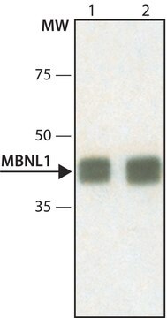 Monoclonal Anti-MBNL1 antibody produced in mouse ~1&#160;mg/mL, clone HL 1822 (3A4-1E9), purified immunoglobulin, buffered aqueous solution