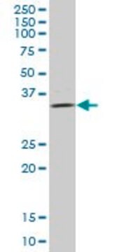 Anti-ULBP2 antibody produced in mouse IgG fraction of antiserum, buffered aqueous solution