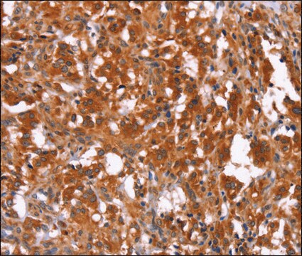 Anti-HAS1 antibody produced in rabbit affinity isolated antibody