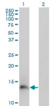 Monoclonal Anti-PI3 antibody produced in mouse clone 2G20, purified immunoglobulin, buffered aqueous solution