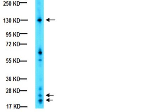 Anti-Integrin alphaV Antibody, CT, Intracellular serum, Chemicon&#174;