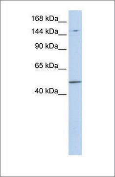 Anti-PRDM15 (ab2) antibody produced in rabbit affinity isolated antibody