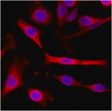 Anti-alpha-Tubulin Antibody, clone RM113 clone RM113, from rabbit