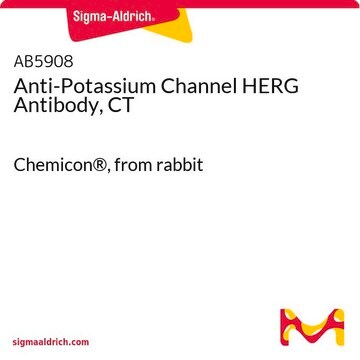 Anti-Potassium Channel HERG Antibody, CT Chemicon&#174;, from rabbit