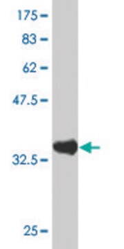 Monoclonal Anti-PASD1 antibody produced in mouse clone 2B10, purified immunoglobulin, buffered aqueous solution