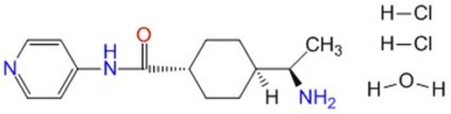 Y-27632 in DMSO InSolution, &#8805;95%, 10 mM, reversible and selective inhibitor of Rho-associated protein kinases